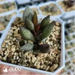 Adromischus Red Licorice