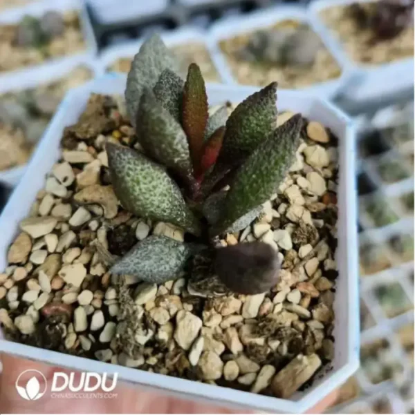 Adromischus Red Licorice - Image 1
