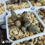 Adromischus Red Licorice - Image 2