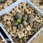 Adromischus Colorful Dragon Ball