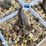Adromischus Christmas Tree - Image 2