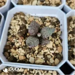 Adromischus Colorful Dragon Ball - Image 2