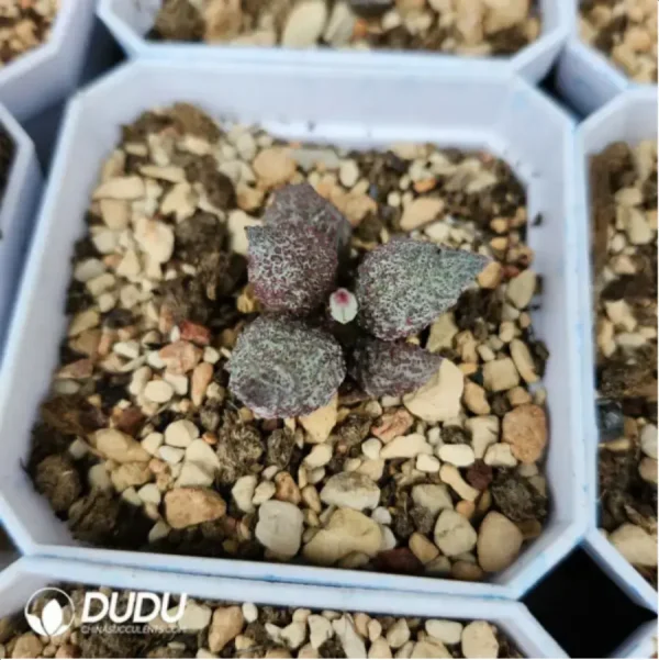 Adromischus Colorful Dragon Ball - Image 2