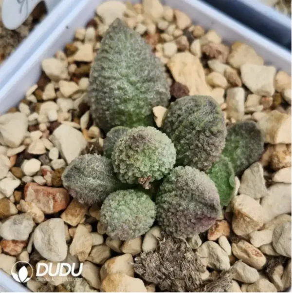Adromischus Zhu Za - Image 1