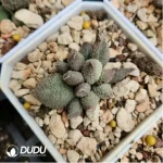 Adromischus Zhu Za - Image 2