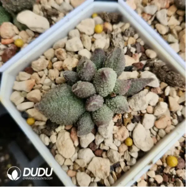 Adromischus Zhu Za - Image 2