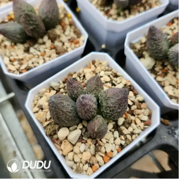 Adromischus Bodhi - Image 1