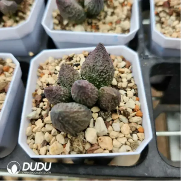 Adromischus Bodhi - Image 2