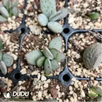 Adromischus Old Gardening Blister