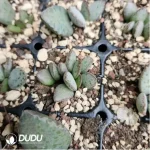 Adromischus Old Gardening Blister - Image 2