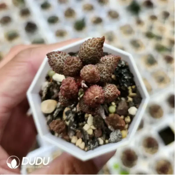Adromischus Lychee Peel - Image 1