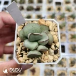 Adromischus Frosted Egg