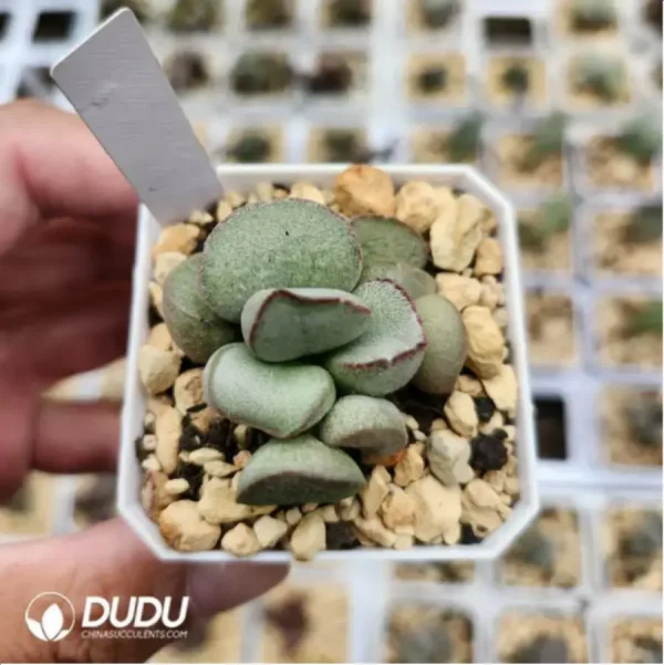 Adromischus Frosted Egg - Image 1