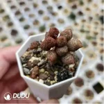 Adromischus Lychee Peel - Image 2