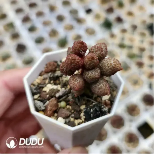 Adromischus Lychee Peel - Image 2