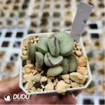 Adromischus Frosted Egg - Image 2