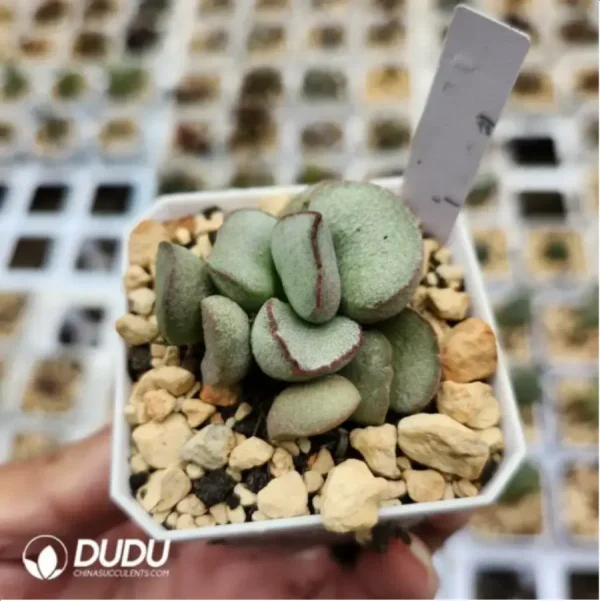 Adromischus Frosted Egg - Image 2