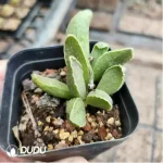 Adromischus Marianae Green