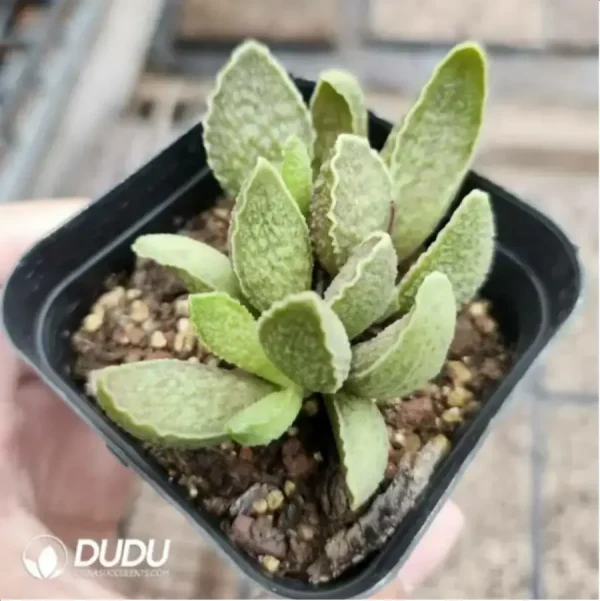 Adromischus Marianae Green - Image 2