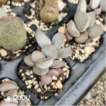 Adromischus White Alligator