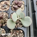 Adromischus Rooted No.8 - Image 2