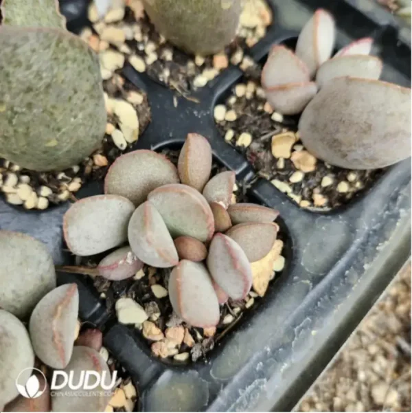 Adromischus White Alligator - Image 2