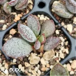 Adromischus Fendai