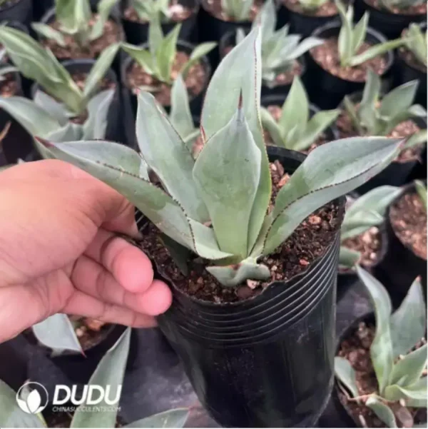 1756116111-1-1455.webp Agave Celsii Nova - Image 1