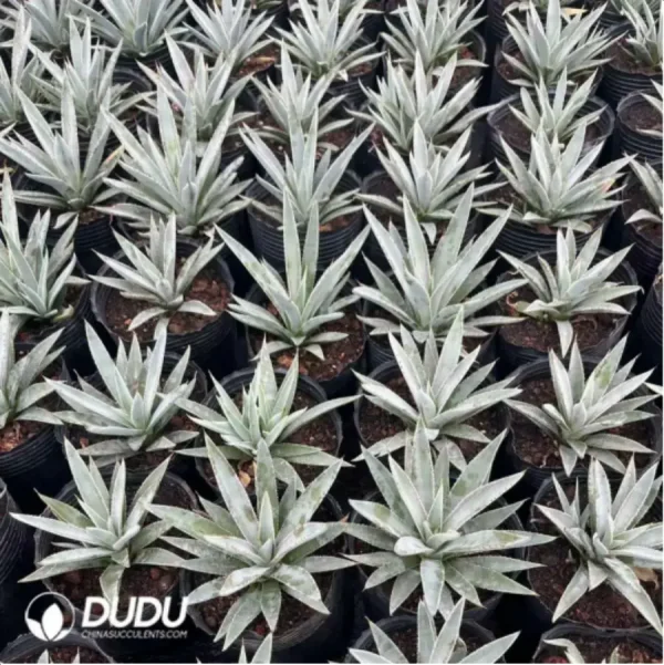 Agave Mangave Bloodline - Image 1