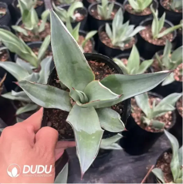 Agave Celsii Nova - Image 2