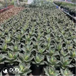 Agave Titanota Werewolf