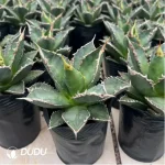 Agave Titanota Werewolf - Image 2