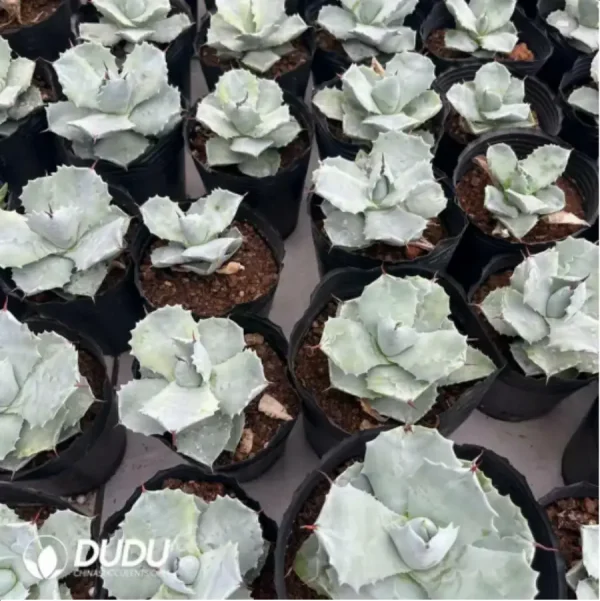 1756116117-1-1451.webp Agave Isthmensis - Image 1