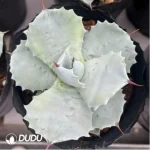 Agave Isthmensis - Image 2