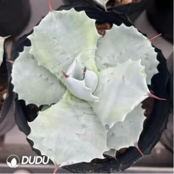 Agave Isthmensis - Image 2