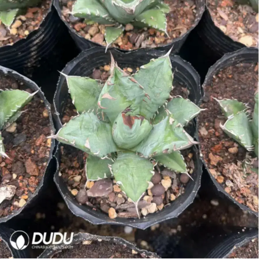 1756116119-1-1447.webp Agave Titanota Dwarf - Image 1