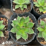 Agave Horrida - Image 2