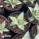 Agave Titanota Yamakame