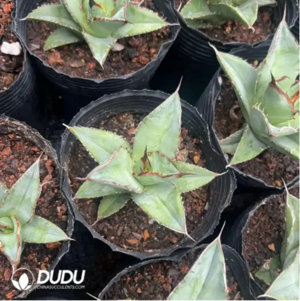 1756116123-1-1445.webp Agave Titanota Yamakame - Image 1