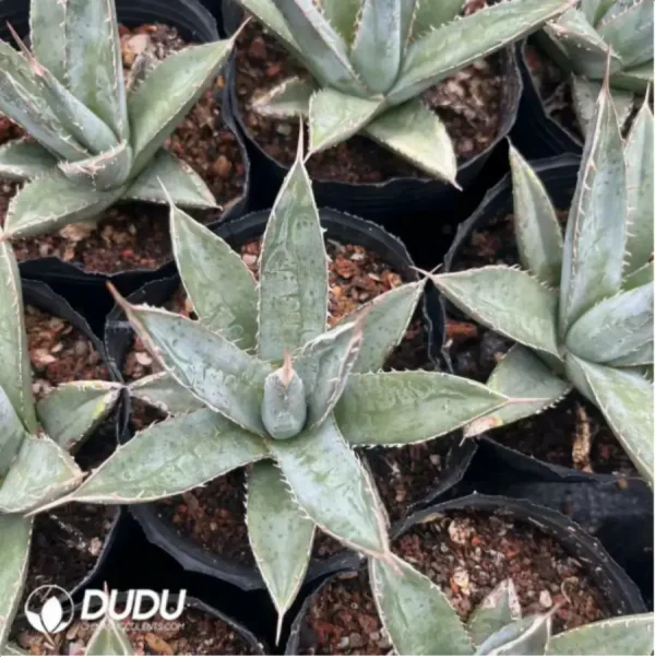 Agave Ghiesbreghtii - Image 1