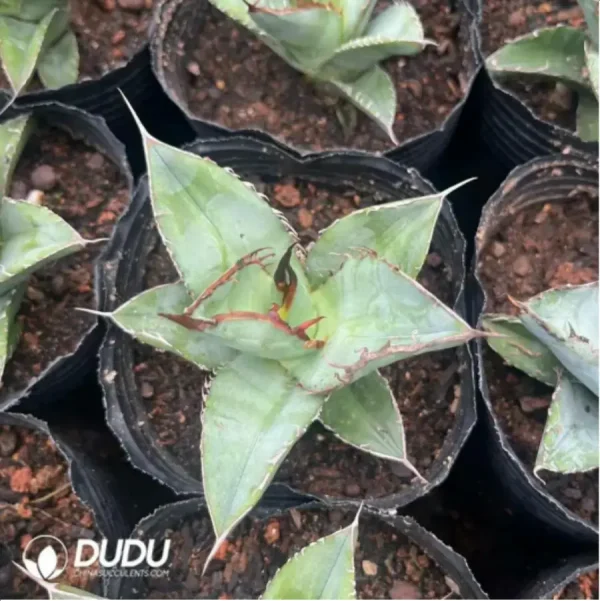 Agave Titanota Yamakame - Image 2