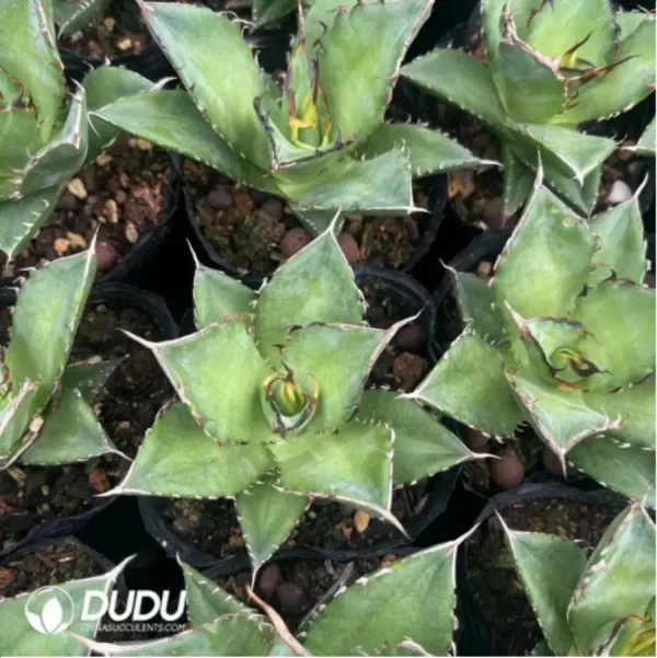 1756116126-1-1443.webp Agave Titanota Hades - Image 1