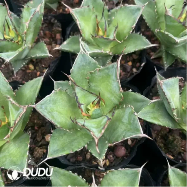 Agave Titanota Hades - Image 2