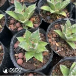 Agave Titanota Caesar