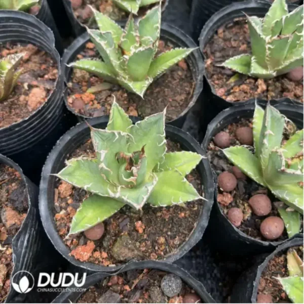 Agave Titanota Caesar - Image 2