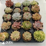 AC Random Collocation-9