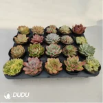 AC Random Collocation-9 - Image 2