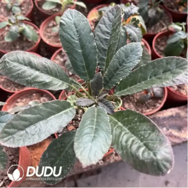 1756116160-1-1399.webp Dorstenia Foetida - Image 1