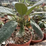 Dorstenia Foetida - Image 2