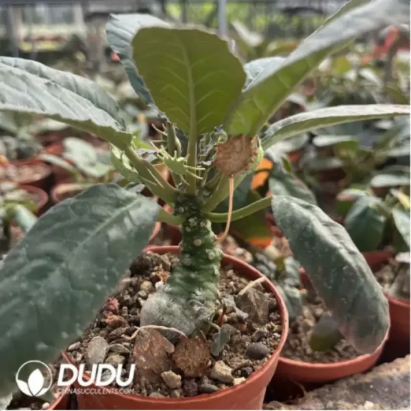 1756116161-2-877.webp Dorstenia Foetida - Image 2